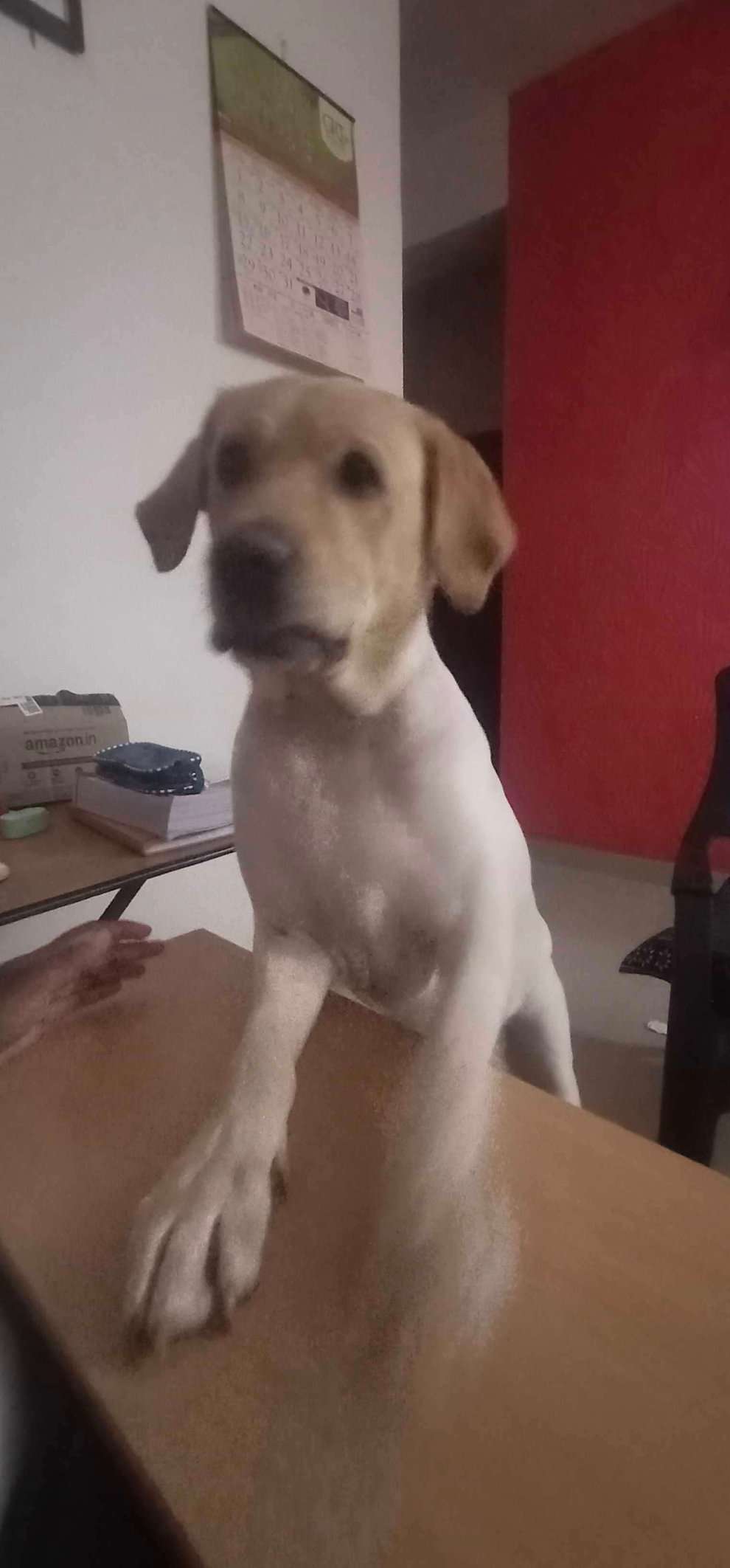 Labrador Retriever Dogs For Mating In Chennai