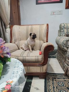 Pug Dogs For Mating In Chennai