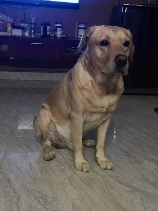 Labrador Retriever Dogs For Mating In Chennai
