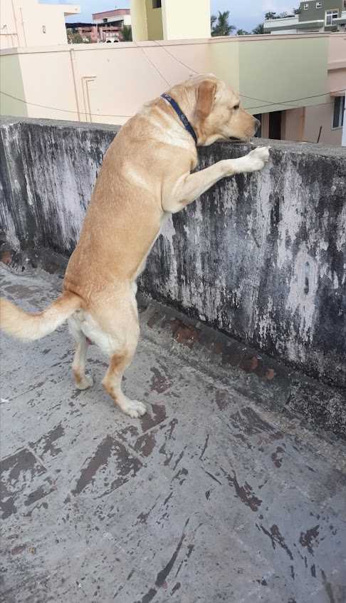 Labrador Retriever Dogs For Mating In Chennai