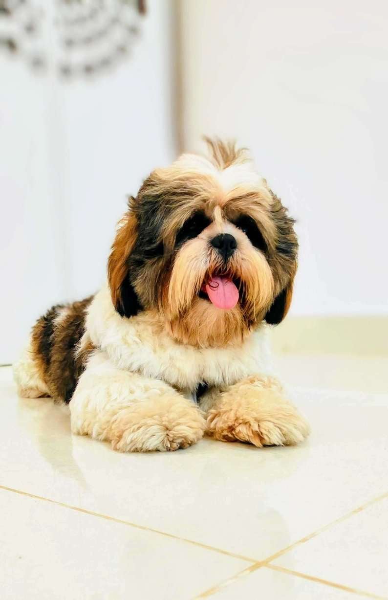 Shih Tzu Dogs For Mating In Bangalore