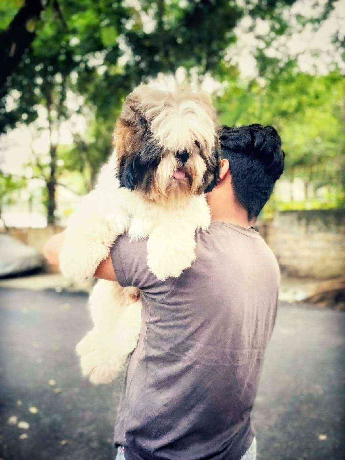 Shih Tzu Dogs For Mating In Bangalore
