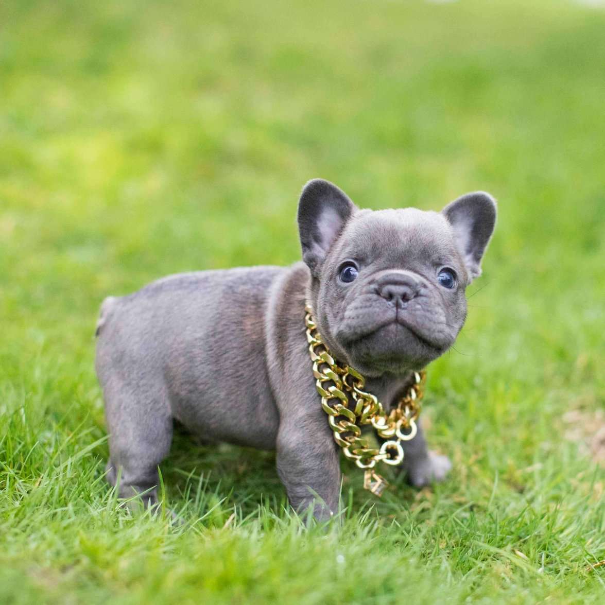 French Bulldog For Sale In Delhi