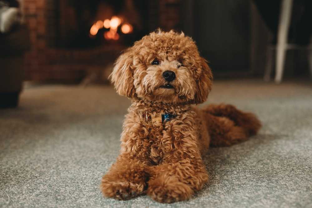 Poodle For Sale In Marmagao