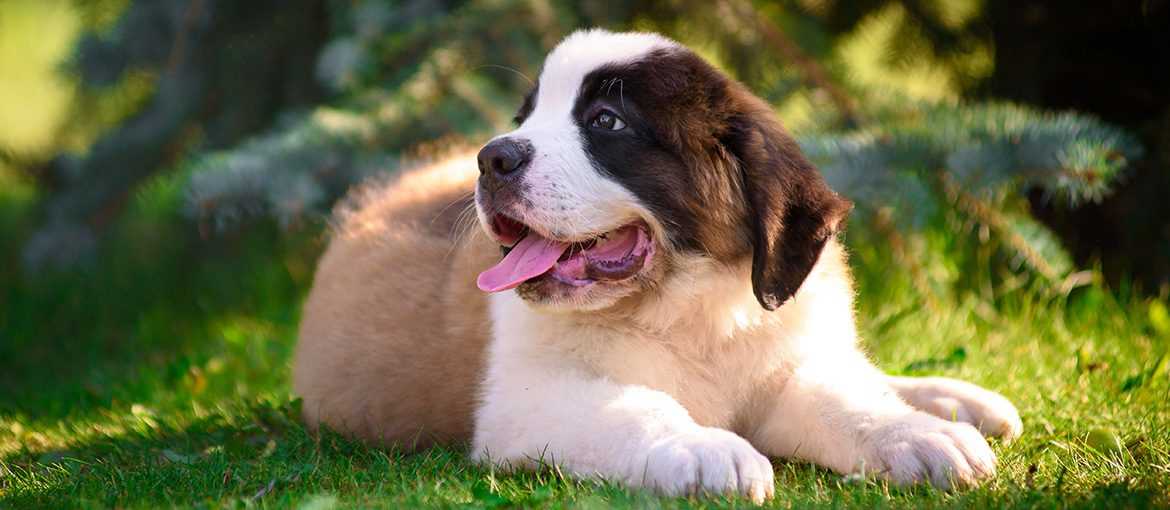 Saint Bernard For Sale In Eluru