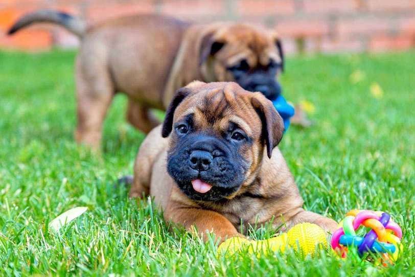 Bullmastiff For Sale In Belgaum