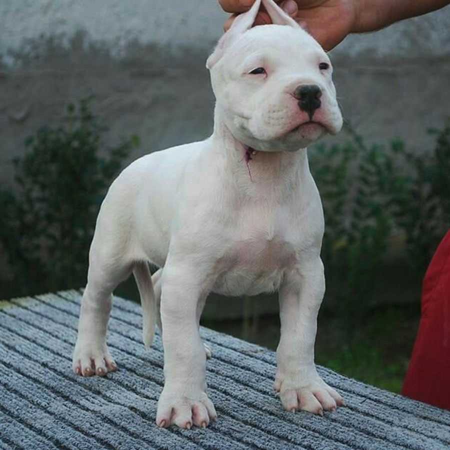 Dogo Argentino For Sale In Sholapur