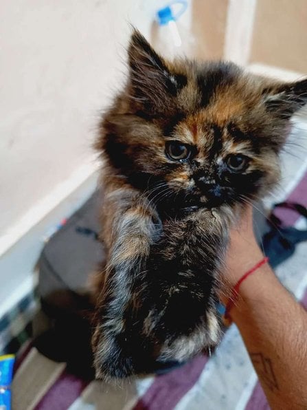 Persian For Sale In Bhopal