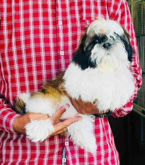 Shih Tzu For Sale In Jalna