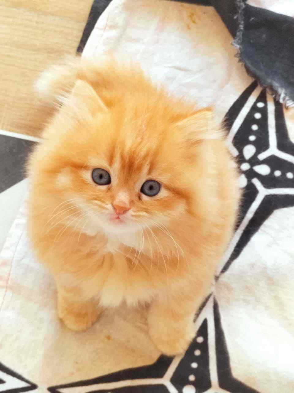 Persian For Sale In Latur
