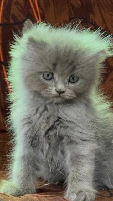Persian For Sale In Bhandara
