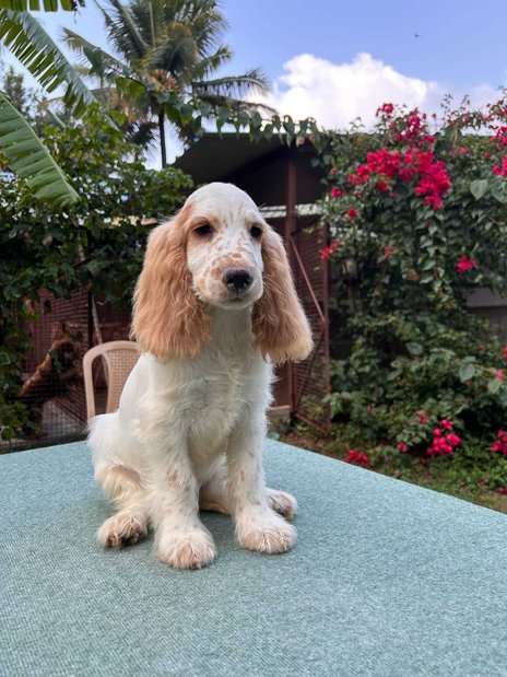 American Cocker Spaniel For Sale In Bhiwani