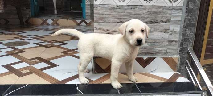 Labrador Retriever For Sale In Sirsa