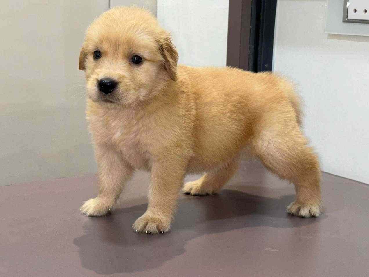Golden Retriever For Sale In Rohtak