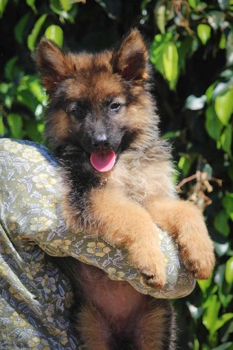 German Shepherd For Sale In Sirsa