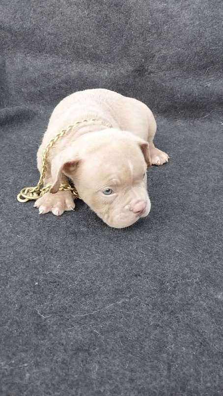 American Bully For Sale In Bhiwani