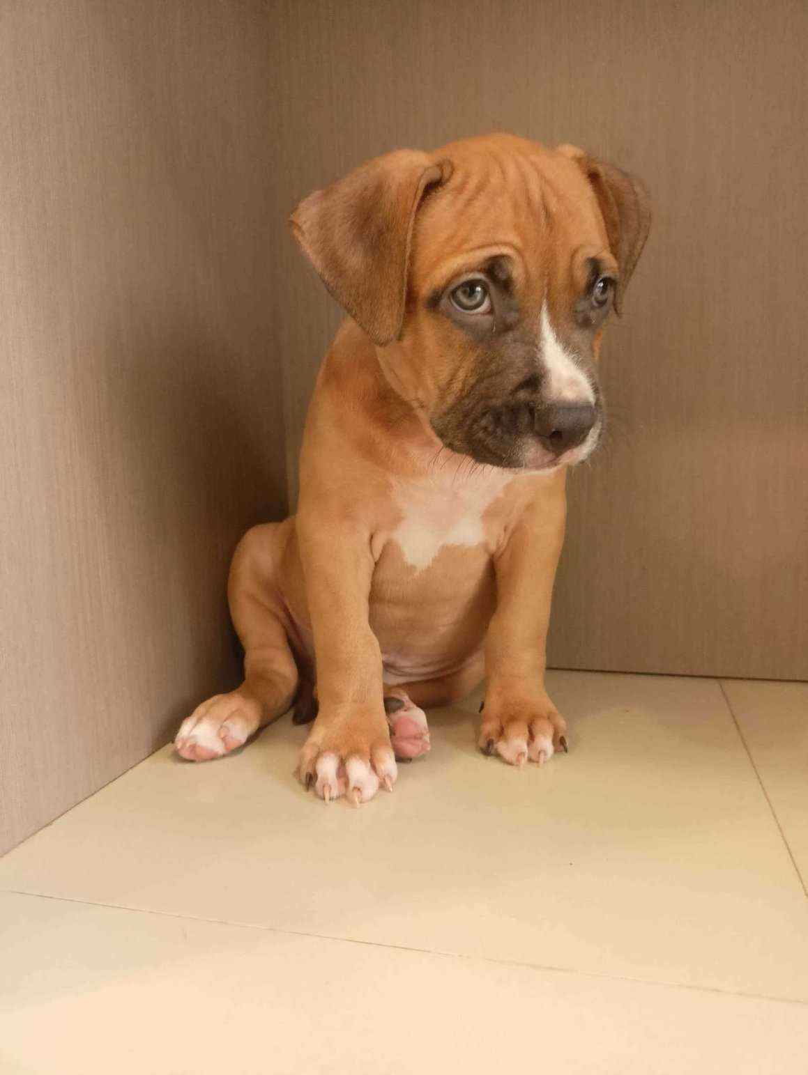 American Bully For Sale In Sonipat HR