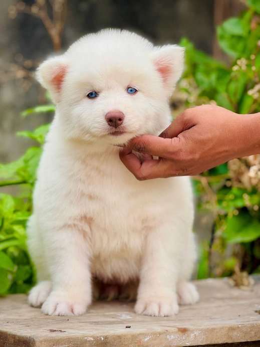 Siberian Husky For Sale In Panchkula