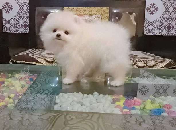 Culture Pomeranian For Sale In Mahendragarh