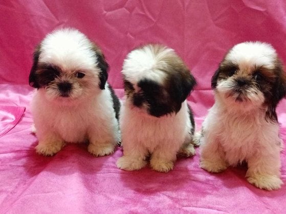Shih Tzu For Sale In Kurukshetra