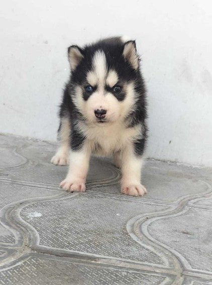 Siberian Husky For Sale In Yamunanagar