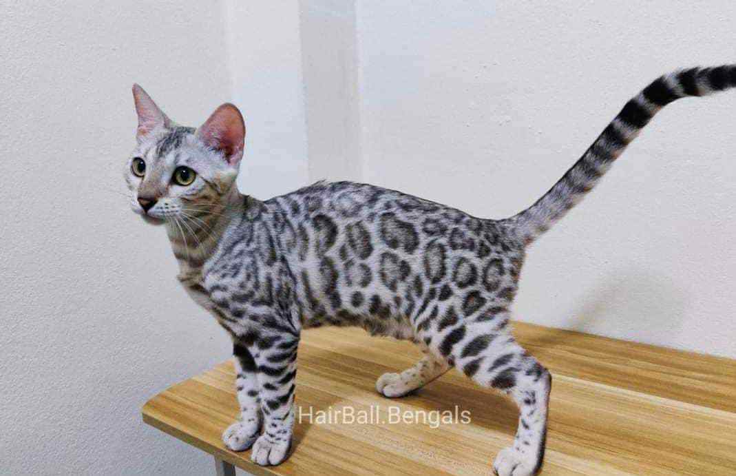 Bengal For Sale In Hisar