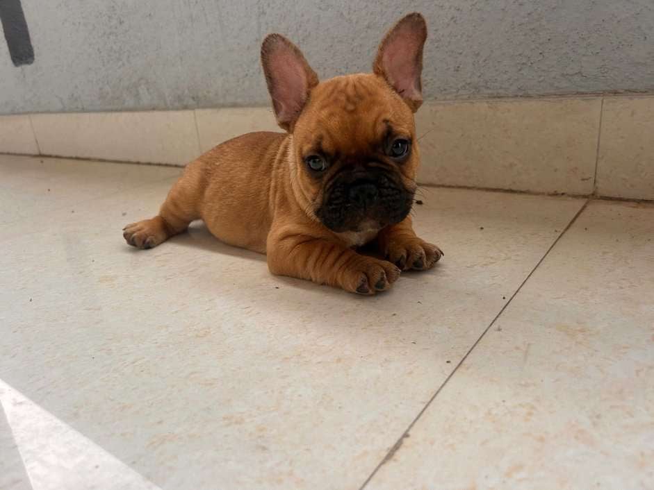 French Bulldog For Sale In Jhajjar