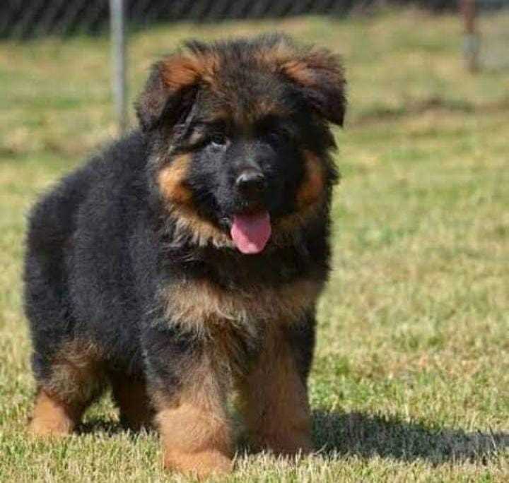German Shepherd For Sale In Rewari