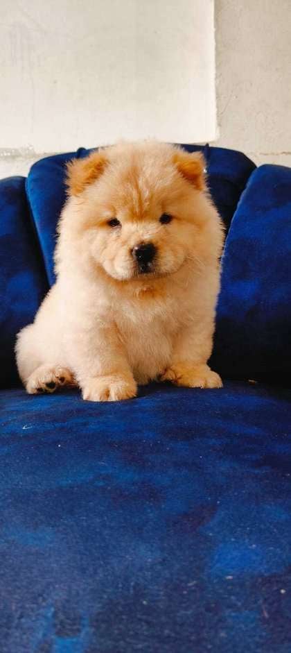 Chow Chow For Sale In Ambala