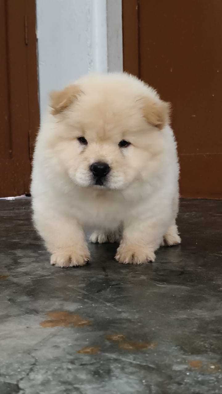 Chow Chow For Sale In Sirsa