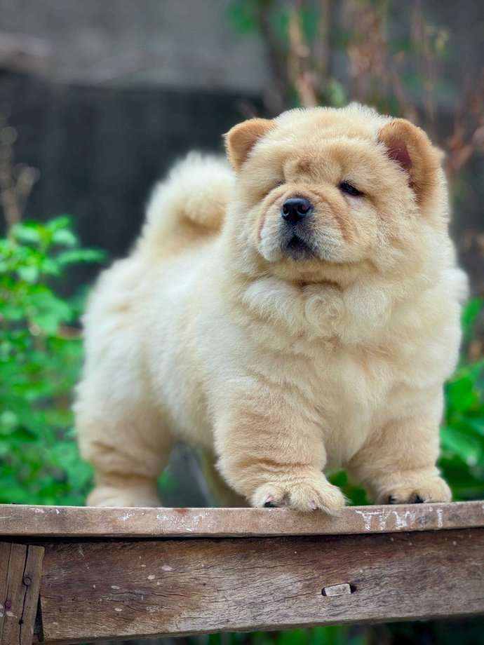 Chow Chow For Sale In Jind