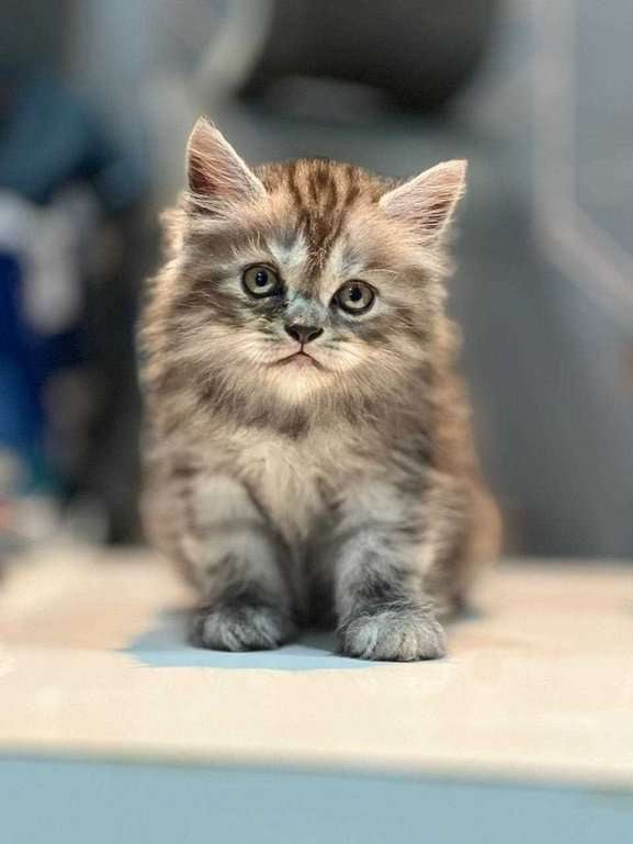Siberian For Sale In Gurgaon