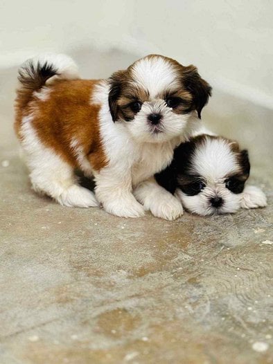Shih Tzu For Sale In Faridabad