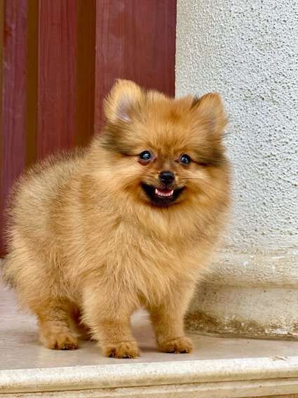 Culture Pomeranian For Sale In Rohtak