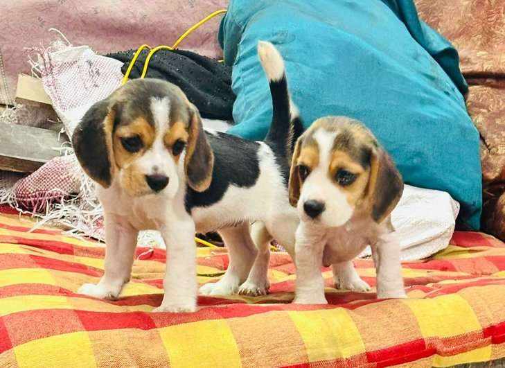 Beagle For Sale In Rewari