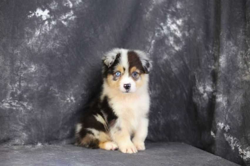 Border Collie For Sale In Ambala