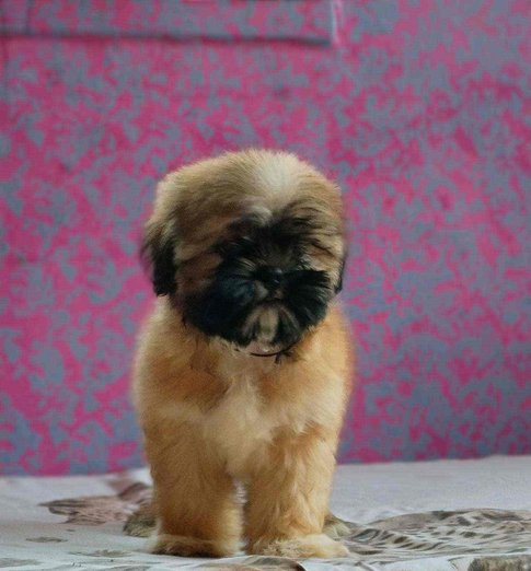 Lhasa Apso For Sale In Panchkula