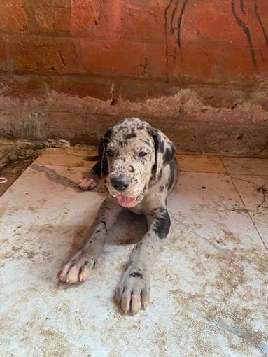 Great Dane For Sale In Fatehabad HR