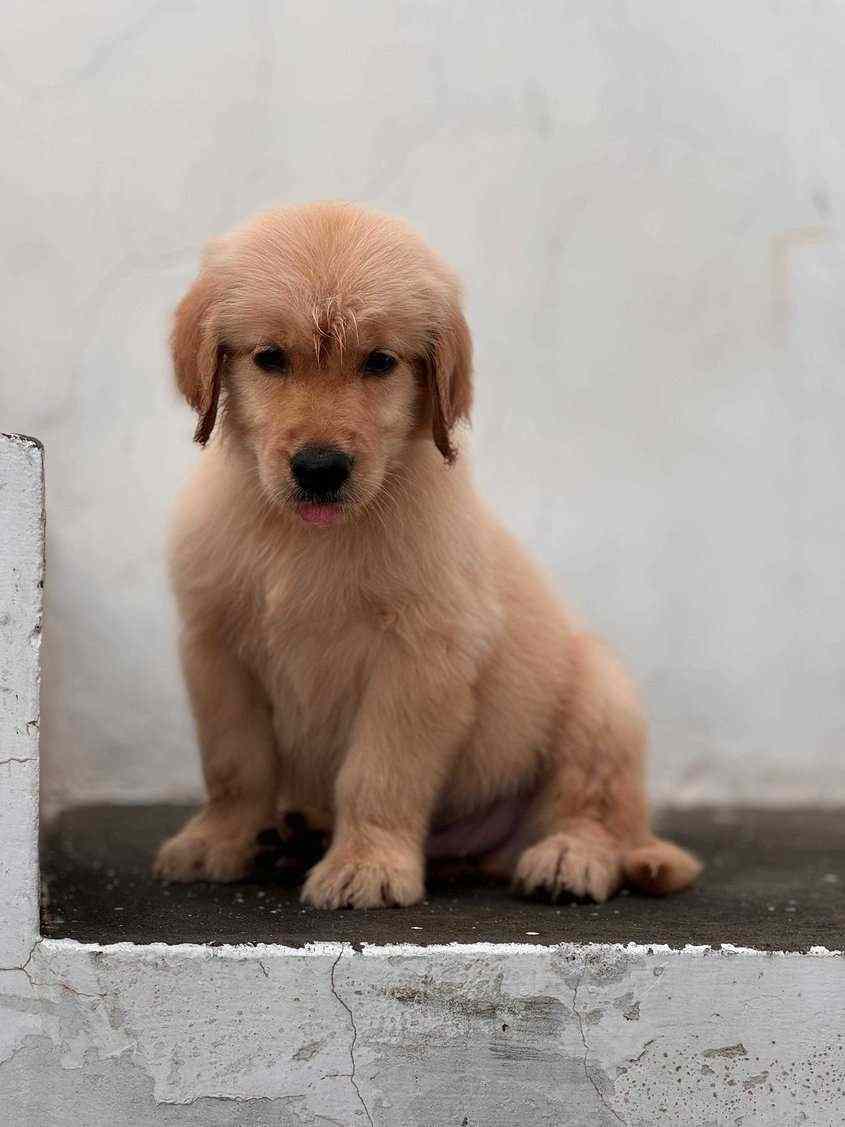 Golden Retriever For Sale In Mahendragarh