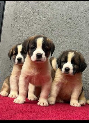 Saint Bernard For Sale In Jhajjar