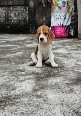 Beagle For Sale In Fatehabad HR
