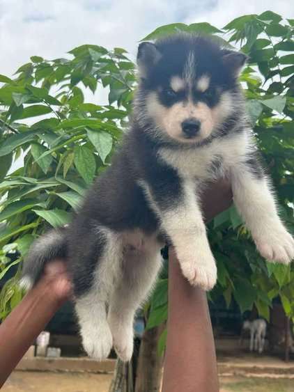 Siberian Husky For Sale In Thiruvananthapuram