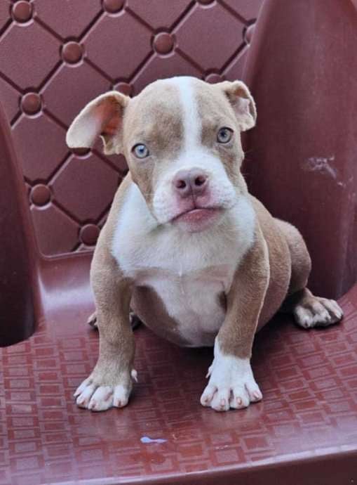 American Bully For Sale In Kochi