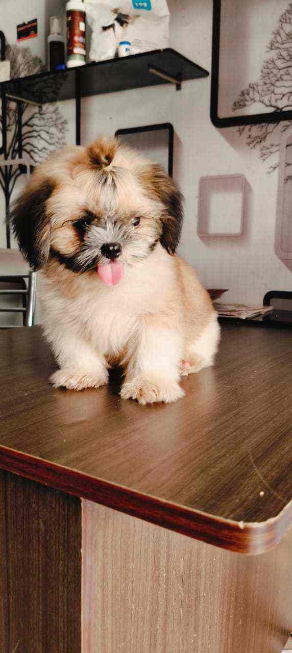 Shih Tzu For Sale In Ernakulam