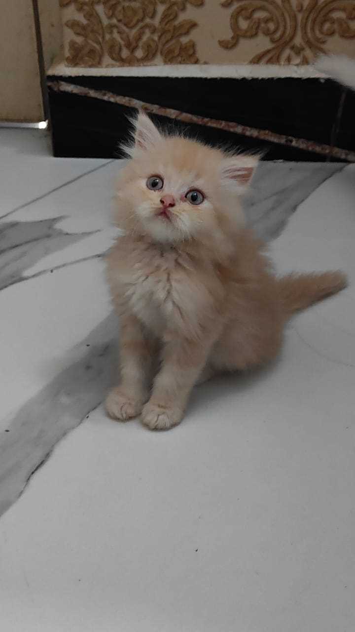Persian For Sale In Calicut