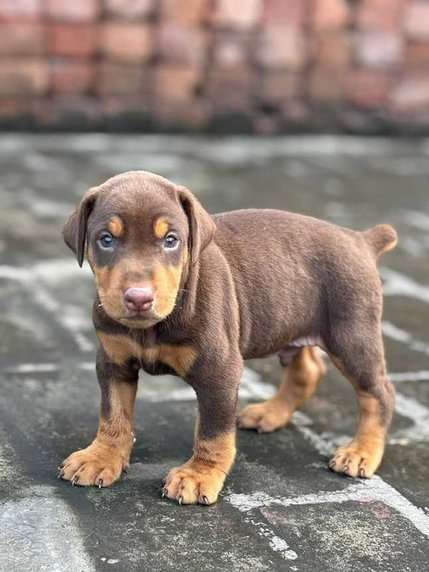 American Doberman For Sale In Alleppey