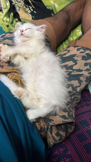 Persian For Sale In Visakhapatnam