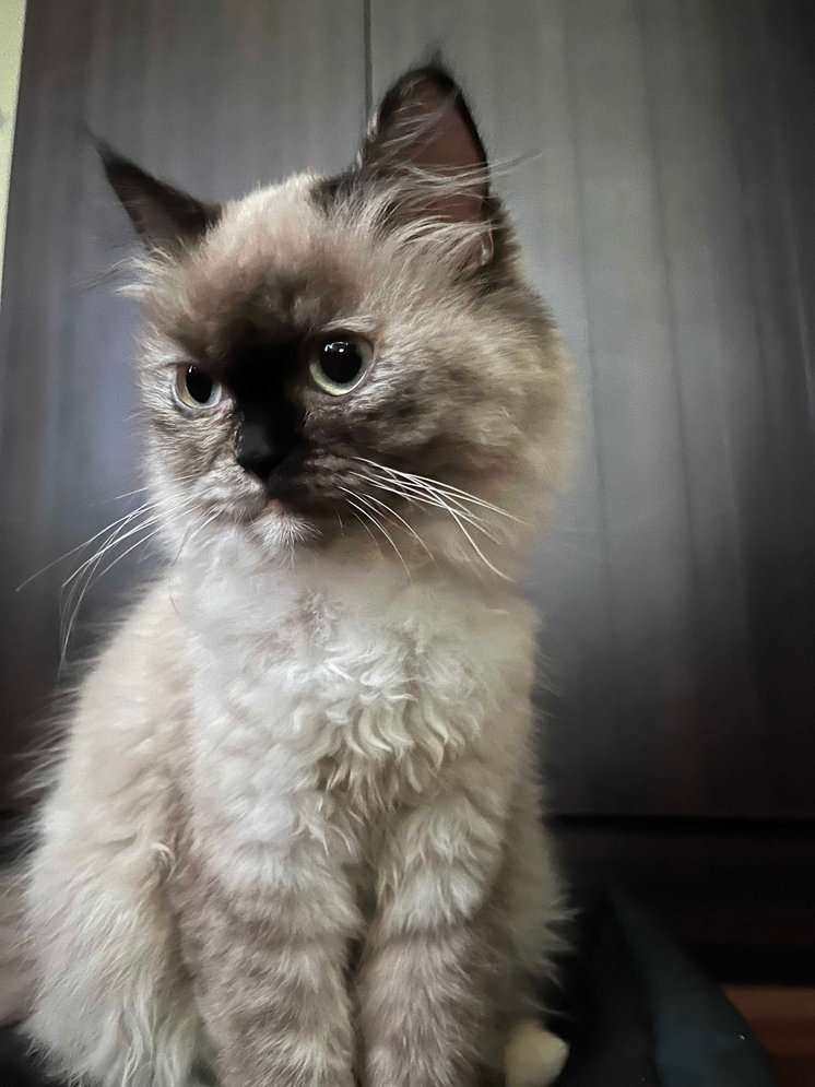 Himalayan For Sale In Bangalore