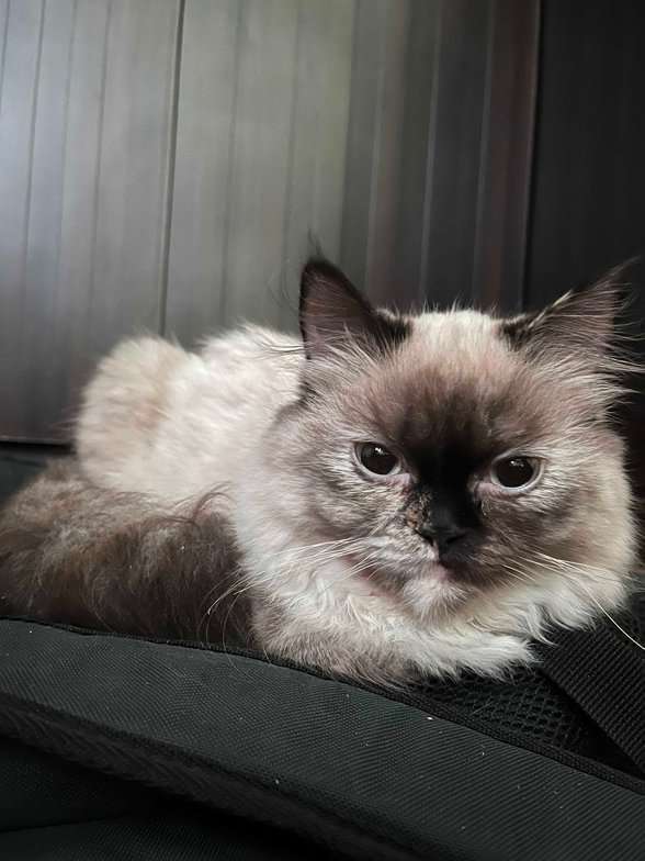 Himalayan For Sale In Bangalore