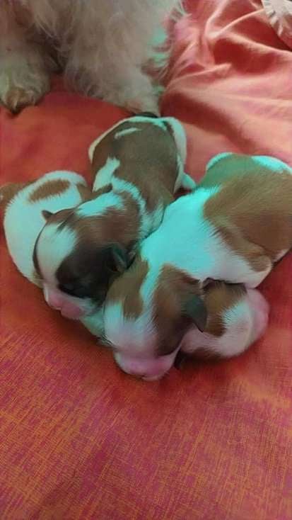 Shih Tzu For Sale In Jabalpur